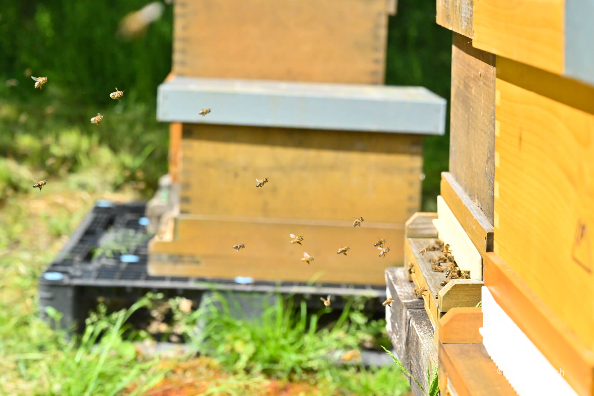 Bienenanflug Imkerei Ullrich