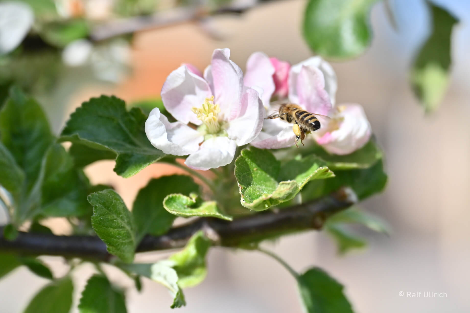 Bienen Imkerei Obstblüte Schaubäckerei Ullrich